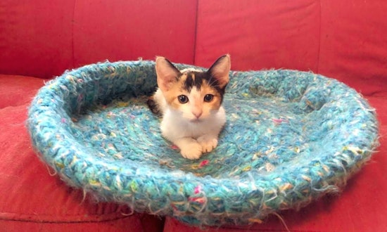 These Tulsa-based kittens are up for adoption and in need of a good home