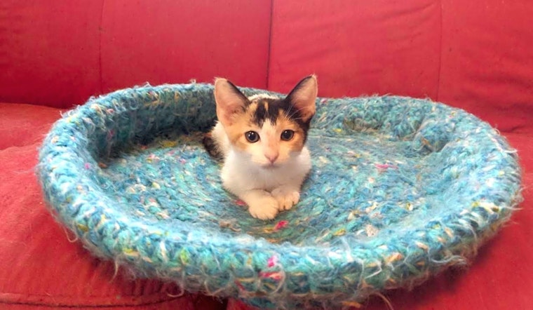 These Tulsa-based kittens are up for adoption and in need of a good home