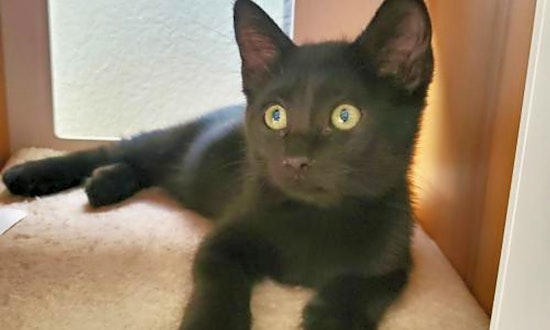 Looking for a cute kitty? These Aurora-based kitties are up for adoption