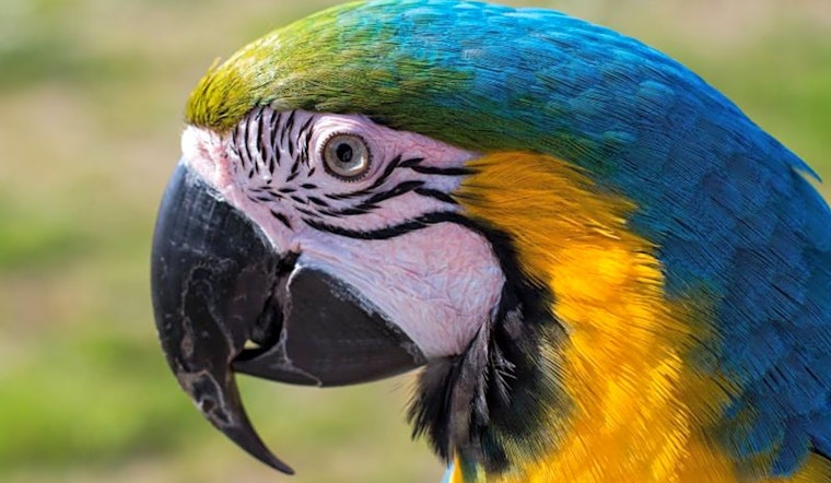 Looking to adopt a pet? Here are 4 lovable birds to adopt now in Tucson