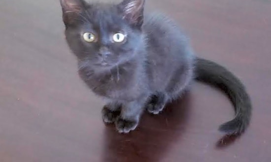 These Long Beach-based kittens are up for adoption and in need of a good home