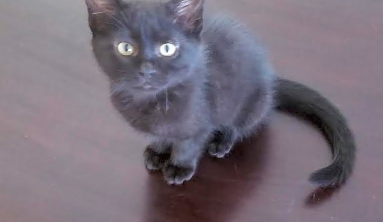 These Long Beach-based kittens are up for adoption and in need of a good home