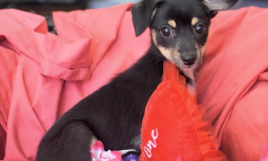 These Santa Ana-based puppies are up for adoption and in need of a good home