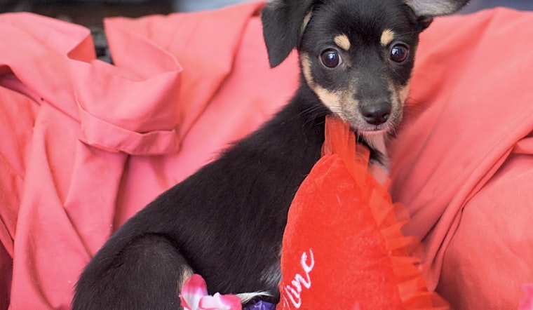 These Santa Ana-based puppies are up for adoption and in need of a good home