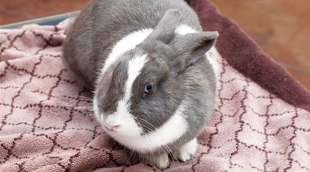 5 lovable rabbits to adopt now in San Diego