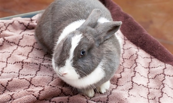 5 lovable rabbits to adopt now in San Diego
