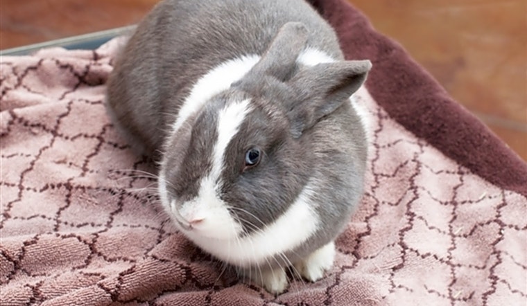 5 lovable rabbits to adopt now in San Diego