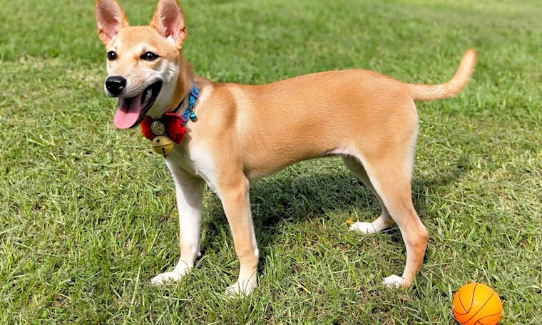 Looking for a pet? These 5 cuddly canines are ready to adopt now in San Francisco