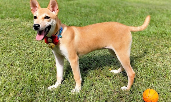 Looking for a pet? These 5 cuddly canines are ready to adopt now in San Francisco
