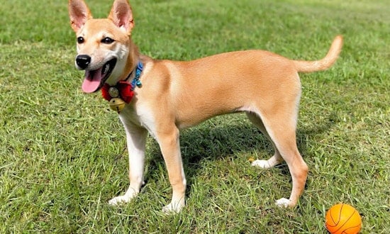 Looking for a pet? These 5 cuddly canines are ready to adopt now in San Francisco