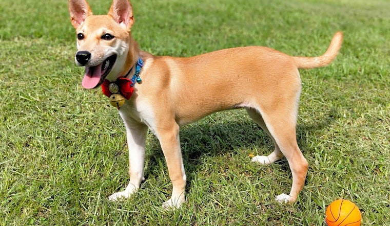 Looking for a pet? These 5 cuddly canines are ready to adopt now in San Francisco
