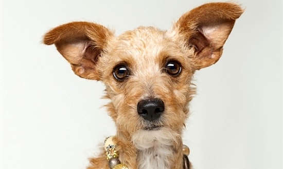 4 cuddly canines to adopt now in Oakland