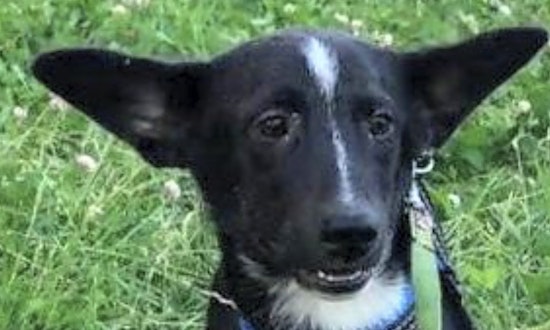 These San Jose-based puppies are up for adoption and in need of a good home