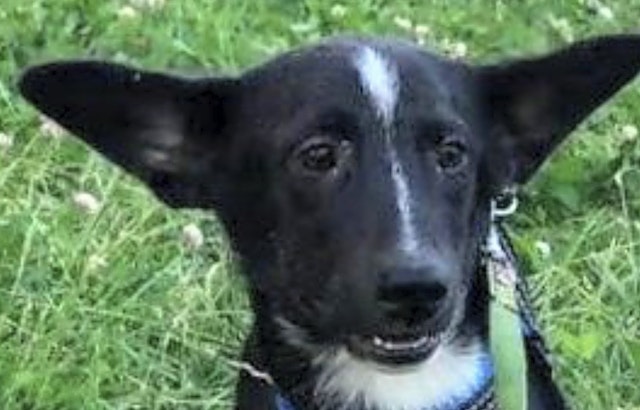 These San Jose-based puppies are up for adoption and in need of a good home