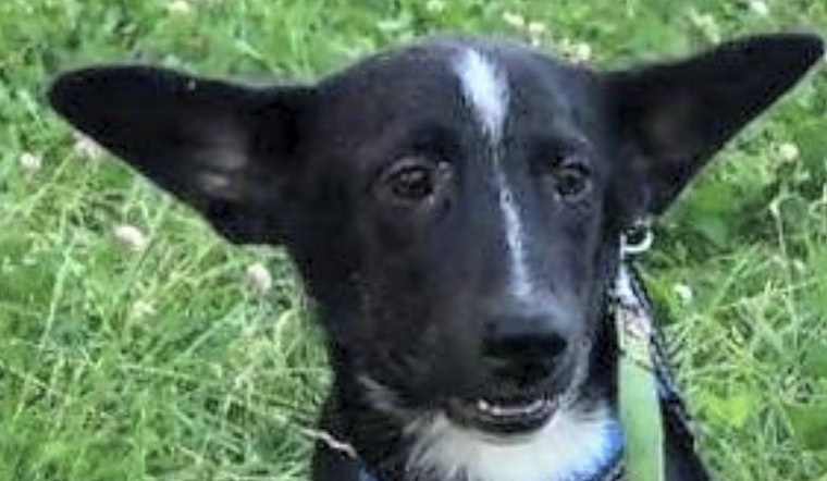 These San Jose-based puppies are up for adoption and in need of a good home