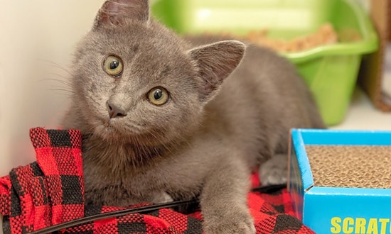 Looking to adopt a pet? Here are 4 cute-as-can-be kittens to adopt now in Berkeley