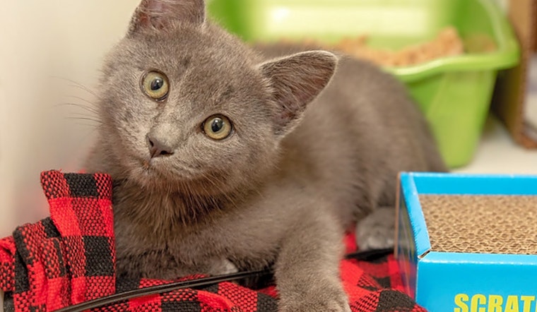 Looking to adopt a pet? Here are 4 cute-as-can-be kittens to adopt now in Berkeley