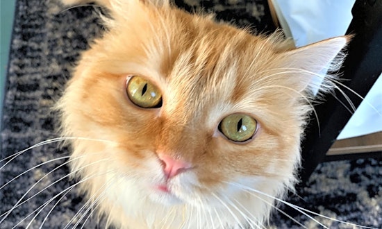 These Seattle-based cats are up for adoption and in need of a good home
