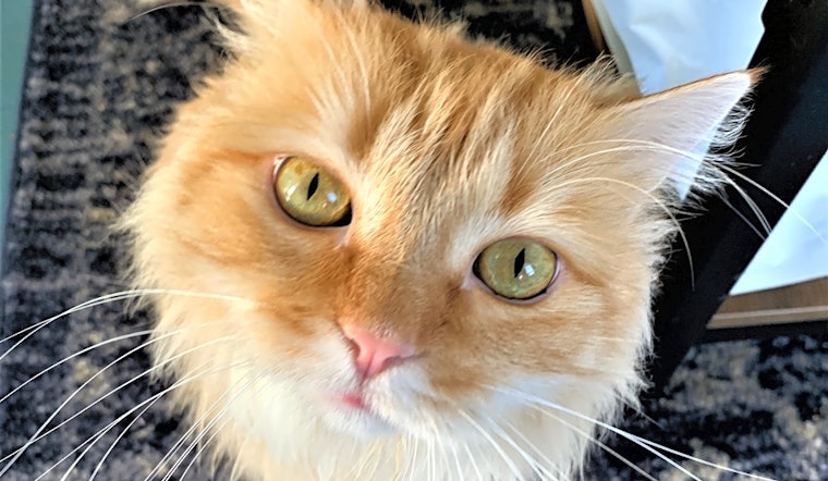 These Seattle-based cats are up for adoption and in need of a good home