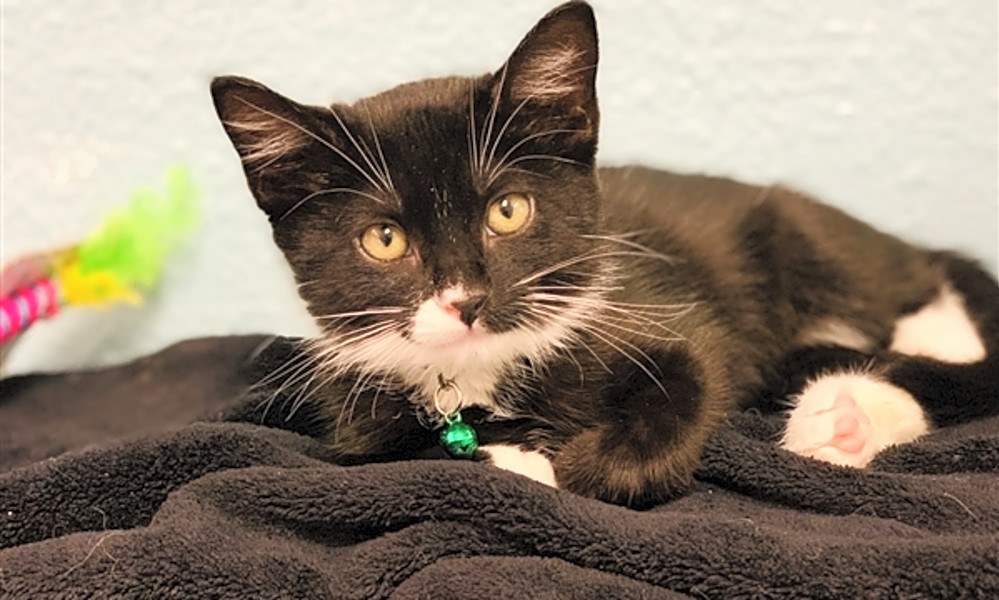 These Fresnobased kittens are up for adoption and in need of a good