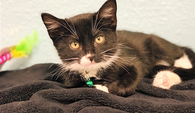 These Fresno-based kittens are up for adoption and in need of a good home