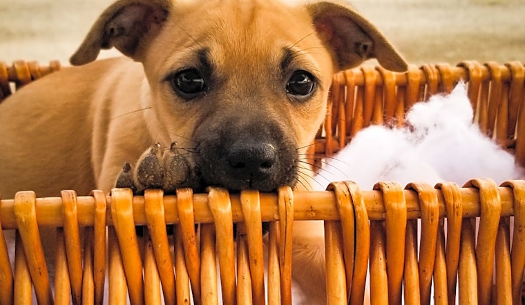 7 perfect puppies to adopt now in Bakersfield