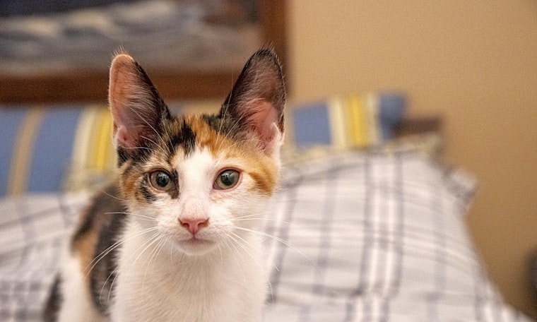 7 cuddly kittens to adopt now in New York City