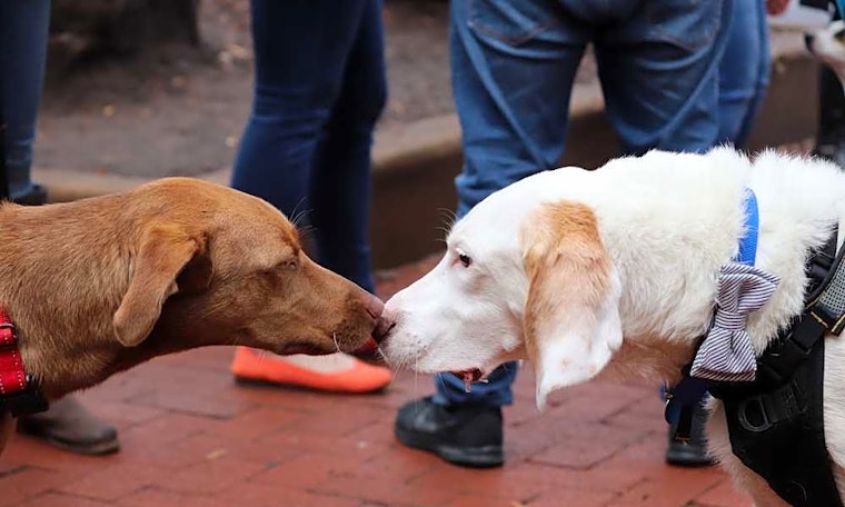Want to adopt a pet? Here are 7 delightful dogs to adopt now in Washington