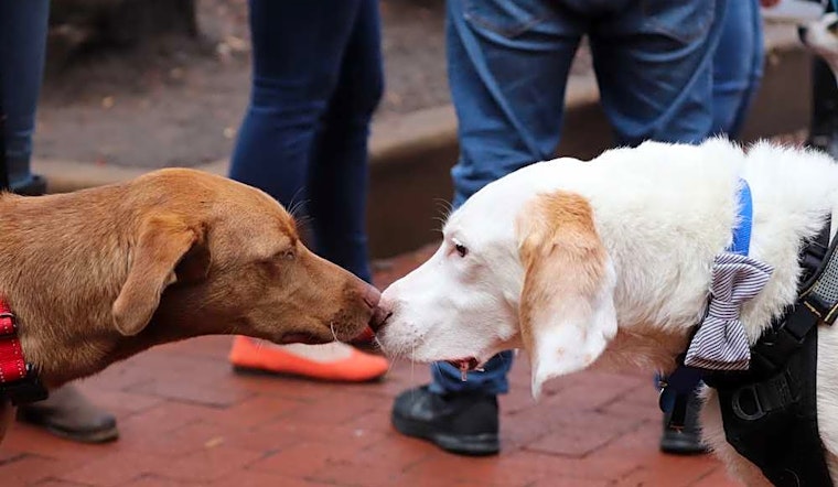 Want to adopt a pet? Here are 7 delightful dogs to adopt now in Washington