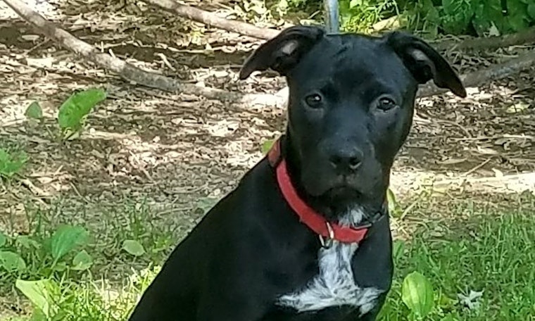 Looking to adopt a pet? Here are 7 precious puppies to adopt now in Boston