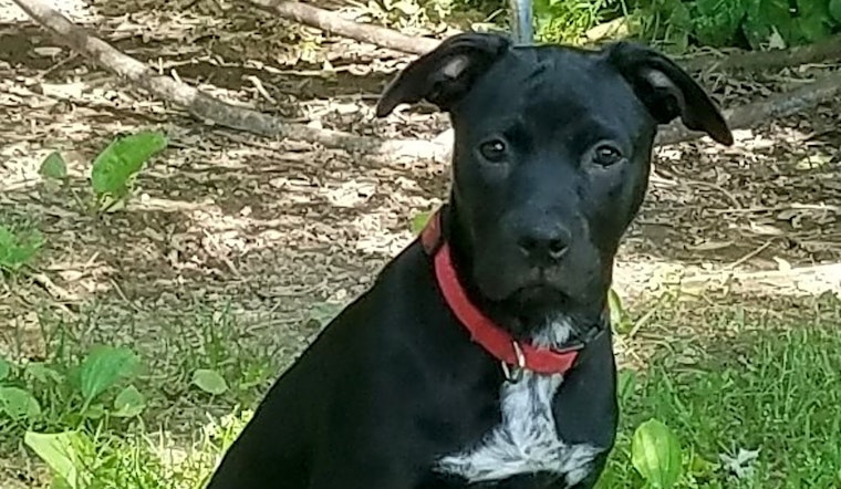 Looking to adopt a pet? Here are 7 precious puppies to adopt now in Boston