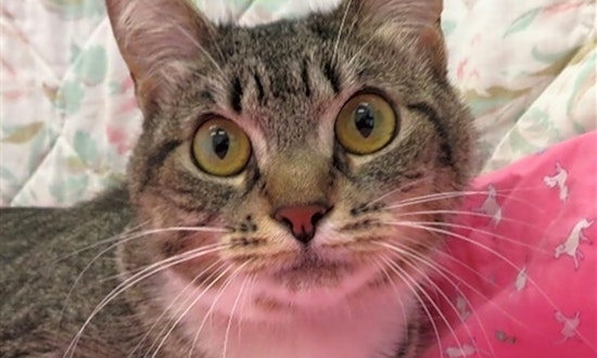 These Detroit-based felines are up for adoption and in need of a good home