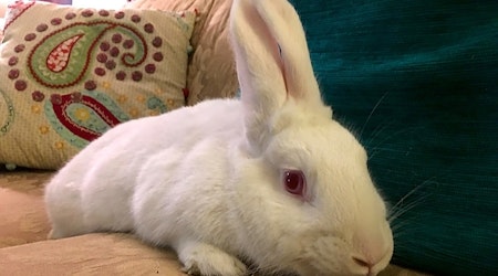 Want to adopt a pet? Here are 7 lovable rabbits to adopt now in Louisville