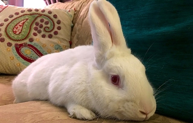 Want to adopt a pet? Here are 7 lovable rabbits to adopt now in Louisville