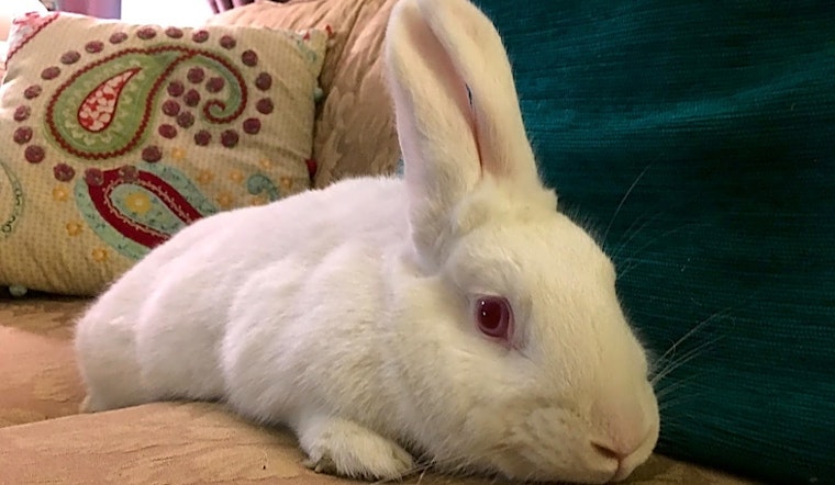 Want to adopt a pet? Here are 7 lovable rabbits to adopt now in Louisville
