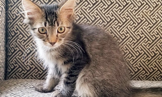 Want to adopt a pet? Here are 3 cuddly kittens to adopt now in Norfolk