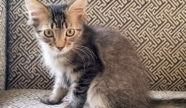 Want to adopt a pet? Here are 3 cuddly kittens to adopt now in Norfolk