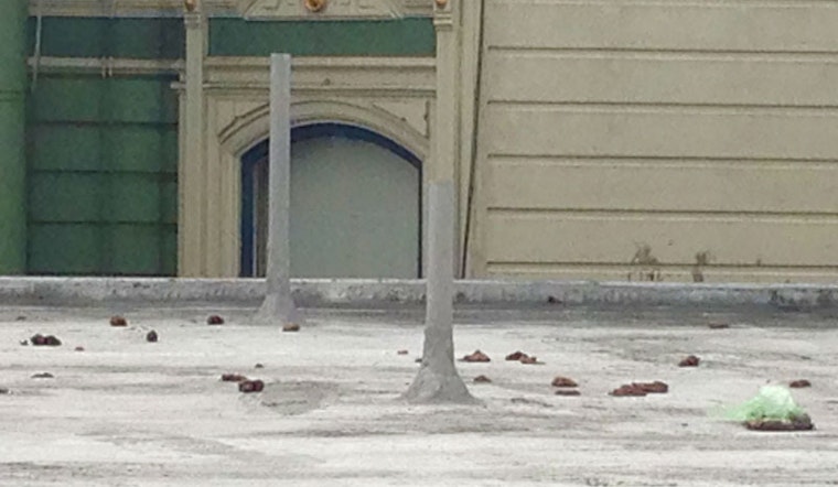 How Did All This Poop Get On This Roof?