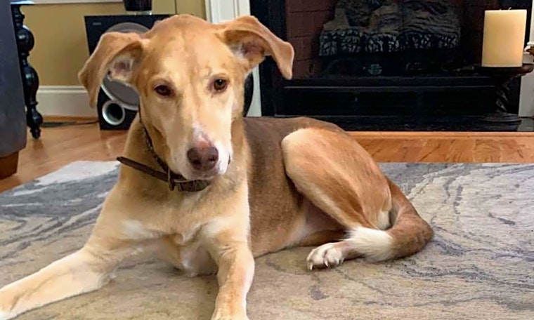 Looking to adopt a pet? Here are 4 delightful doggies to adopt now in Raleigh