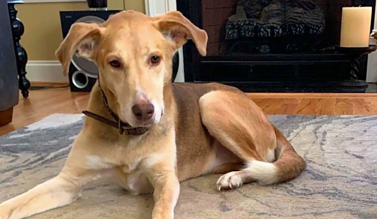 Looking to adopt a pet? Here are 4 delightful doggies to adopt now in Raleigh
