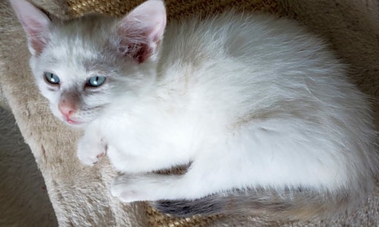 These Durham-based kittens are up for adoption and in need of a good home