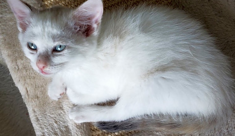 These Durham-based kittens are up for adoption and in need of a good home