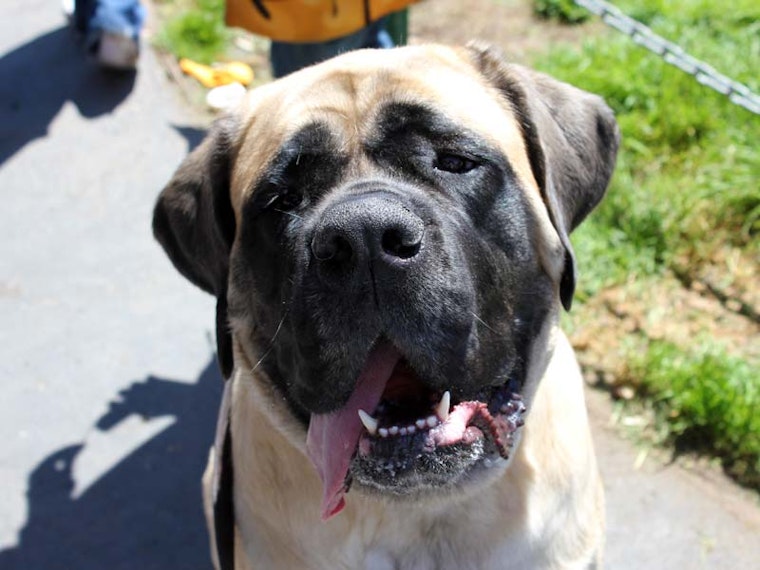 Duboce Park Dogfest This Saturday