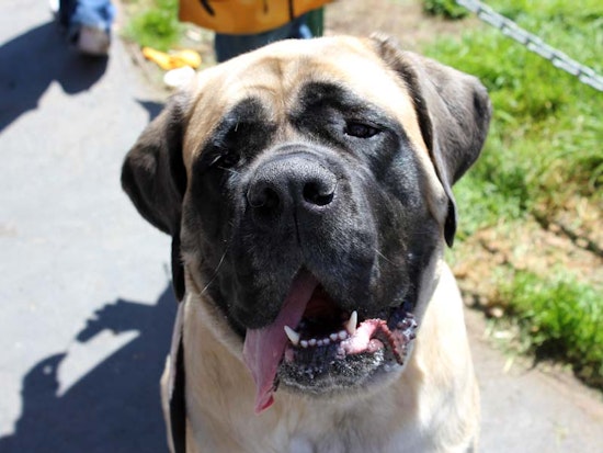 Duboce Park Dogfest This Saturday