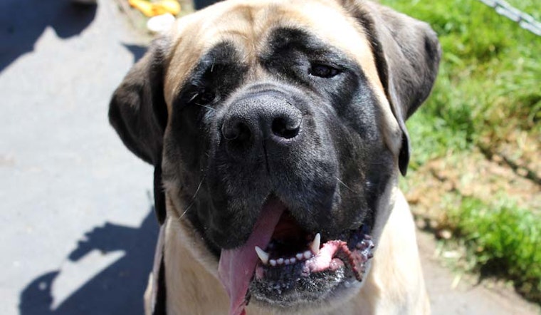 Duboce Park Dogfest This Saturday