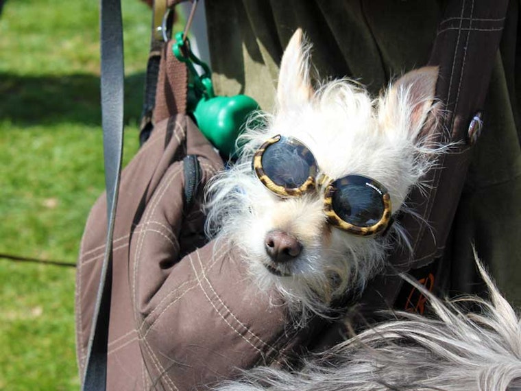 Scenes From Dogfest 2013
