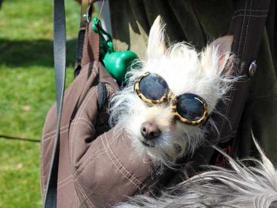 Scenes From Dogfest 2013