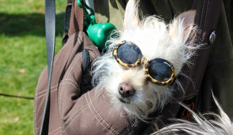 Scenes From Dogfest 2013