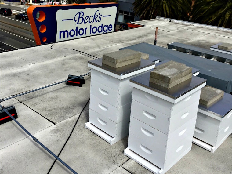Honeymoon Sweet: Beck's Motor Lodge's Rooftop Bee Colony