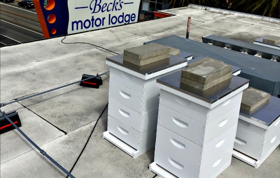 Honeymoon Sweet: Beck's Motor Lodge's Rooftop Bee Colony
